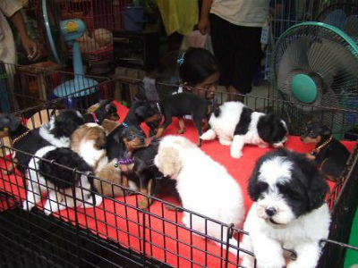 タイで売っている超カワイイ生の子犬さんたち